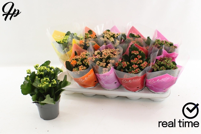 <h4>KAL GE GEM 5 KL</h4>