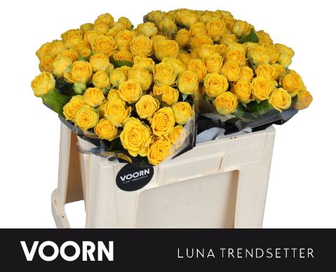 <h4>Rozen R Tr Lun Trendsetter</h4>