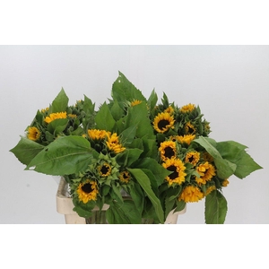 Helianthus Orange Fire