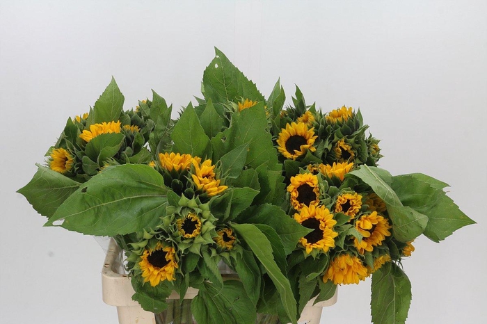 <h4>Helianthus Orange Fire</h4>