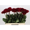Dahlia Red Runner