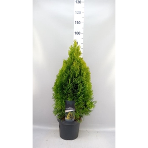 Thuja occid.