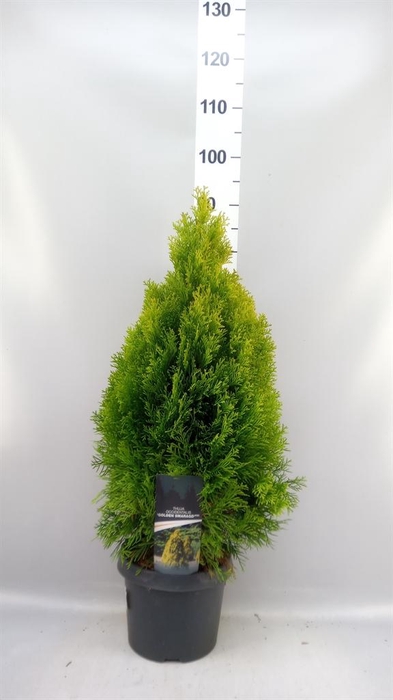 <h4>Thuja occid.</h4>