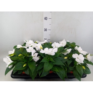 Impatiens NG 'ColPow White'