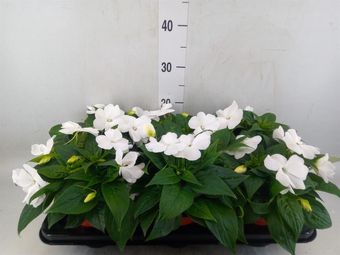 <h4>Impatiens NG 'ColPow White'</h4>