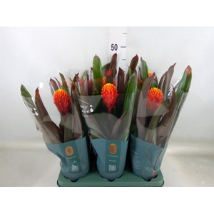 Guzmania  'Tala'