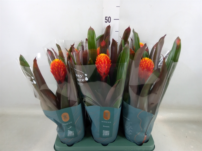 <h4>Guzmania  'Tala'</h4>