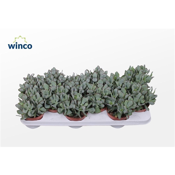 <h4>Crassula Undilatifolia</h4>