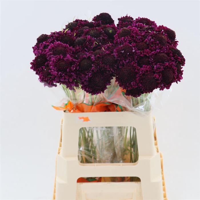 <h4>Scabiosa caucasica</h4>