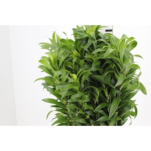DRACENA PLEOMELE VERDE