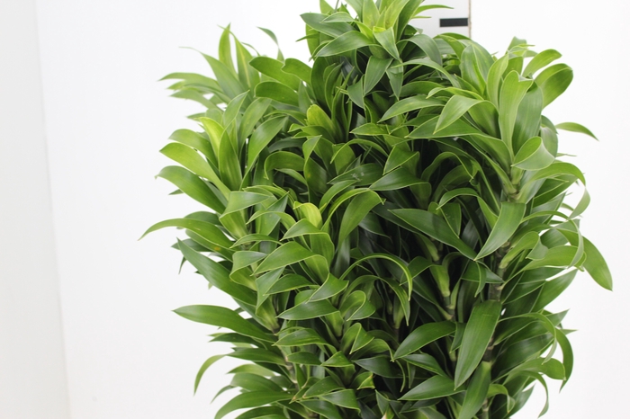 <h4>DRACENA PLEOMELE VERDE</h4>
