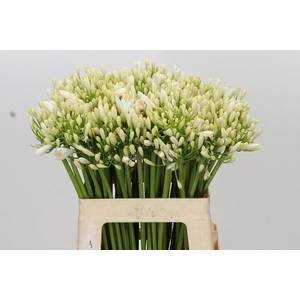 Agapanthus Gletsjer