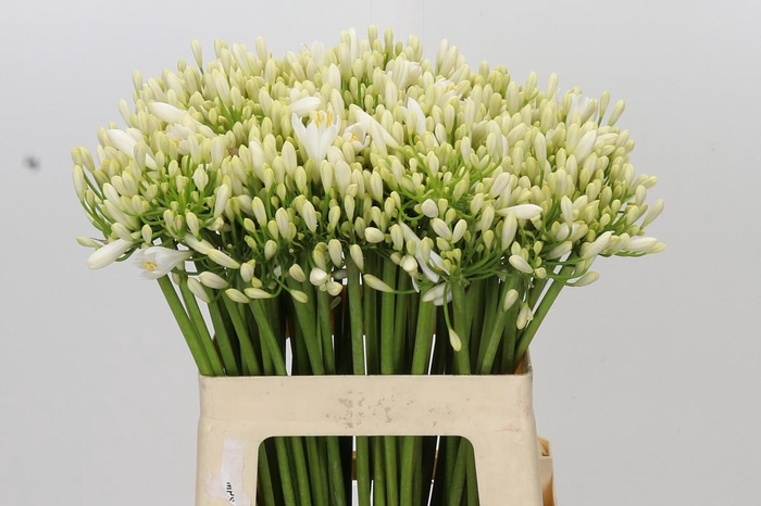 <h4>Agapanthus Gletsjer</h4>