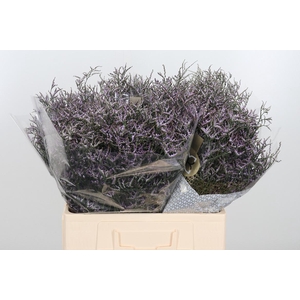 Limon Safora Lilac