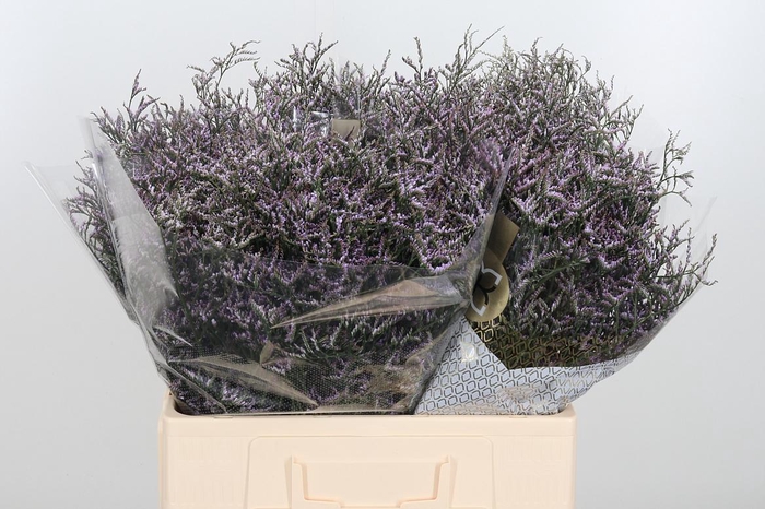 <h4>Limon Safora Lilac</h4>
