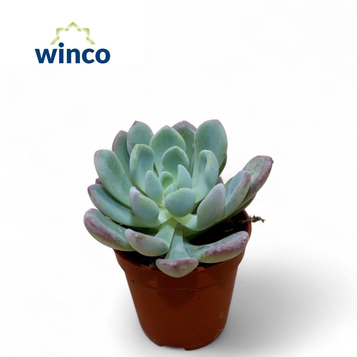 <h4>Echeveria Elegance</h4>
