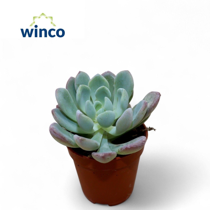 <h4>Echeveria Elegance</h4>