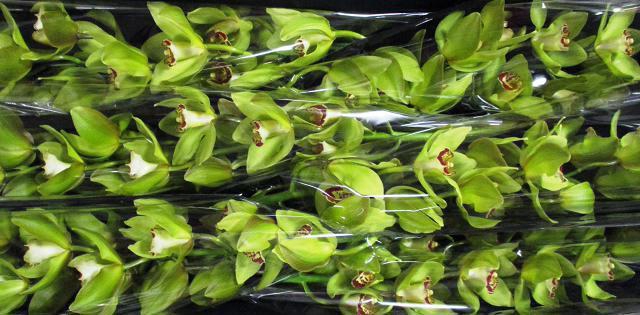 <h4>CYMB T MRS MAXIMA</h4>