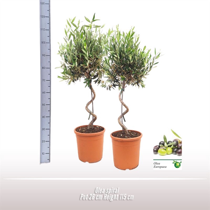 <h4>Olea spiraal</h4>