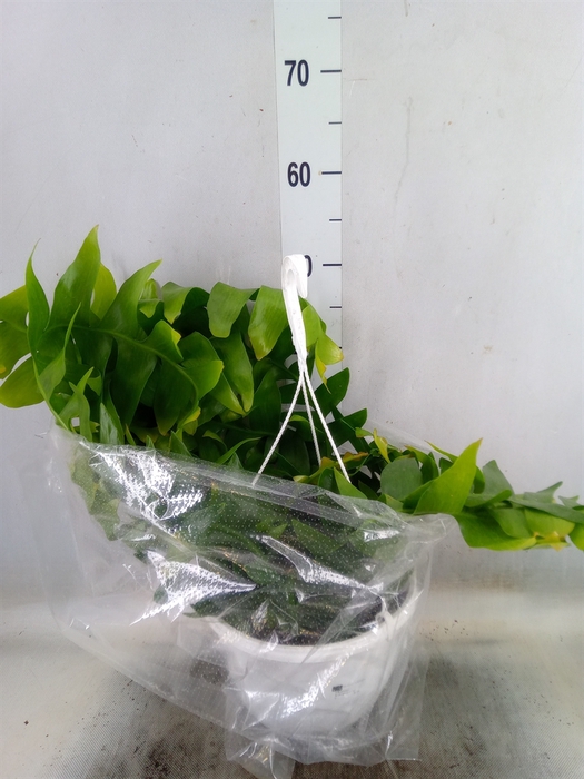 <h4>Epiphyllum   ...</h4>