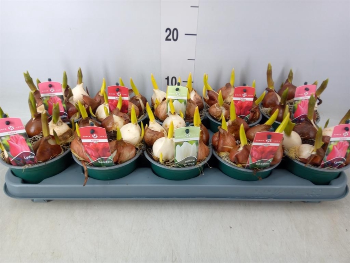 <h4>Tulipa   ...mix 3</h4>