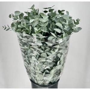 Eucalyptus cinerea   ../bos