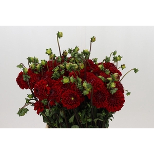 Dahlia Red Velvet