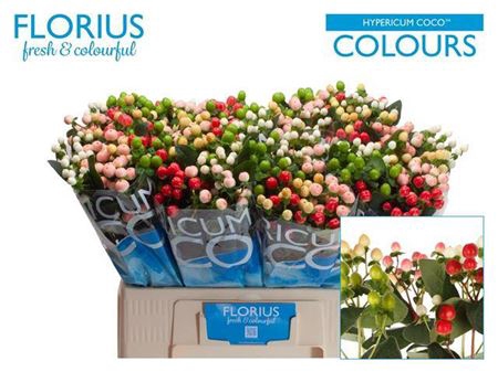 <h4>Hyp Coco Colours Gem</h4>