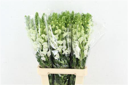 <h4>ANTIR POTOMAC WHITE</h4>