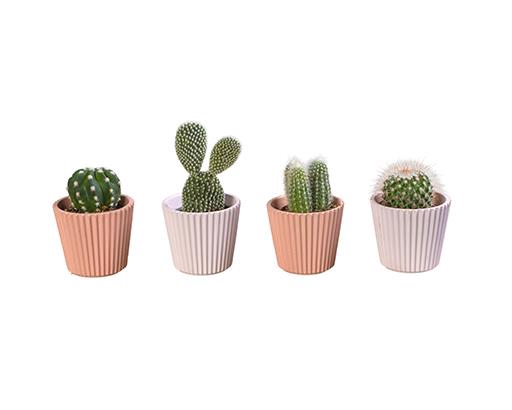 CACTUS MIX P6 L 65925