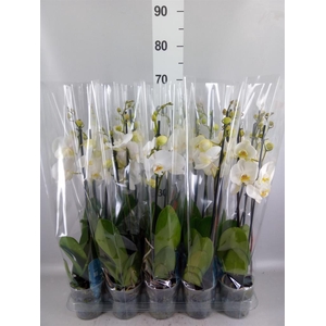 Phalaenopsis   ...white