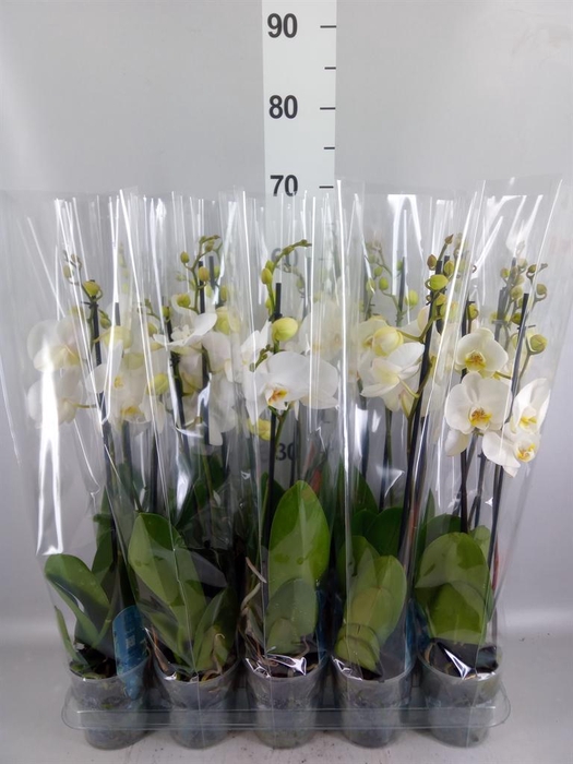 <h4>Phalaenopsis   ...white</h4>