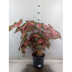 Caladium   ...