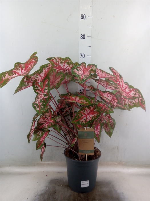 <h4>Caladium   ...</h4>