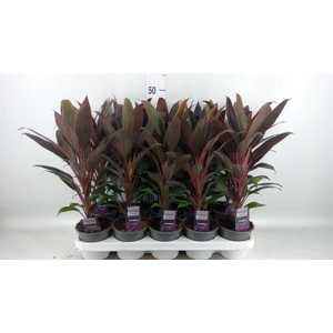 Cordyline fruti. 'Rumba'