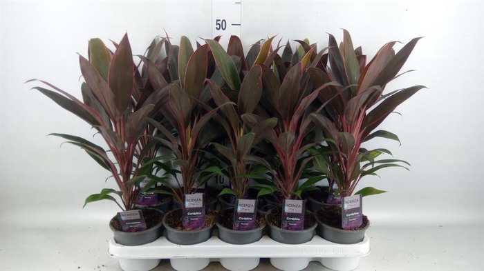 <h4>Cordyline fruti. 'Rumba'</h4>