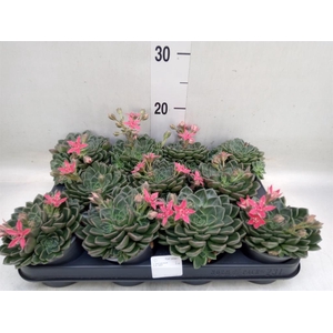 Graptopetalum tacitus