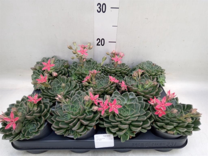 <h4>Graptopetalum tacitus</h4>