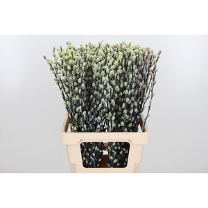 Salix Katjes Kl Bh Purple Fresh