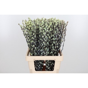 Salix Katjes Kl Bh Purple Fresh