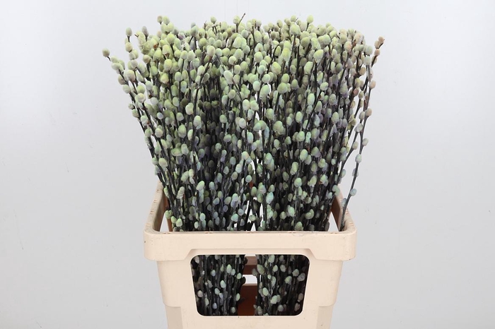 <h4>Salix Katjes Kl Bh Purple Fresh</h4>