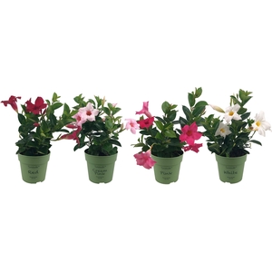 Mandevilla Sundaville Mixtray Bush (Dipladenia)