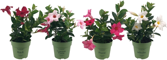 <h4>Mandevilla Sundaville Mixtray Bush (Dipladenia)</h4>