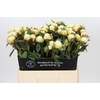 Paeonia Bowl Of Cream