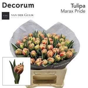 TU DU MARAX PRIDE 1x50