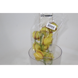 CYMBIDIUM HT MIN 9 FLS AMARELO