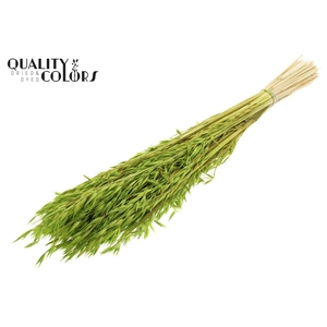 Avena per bunch Intense Green