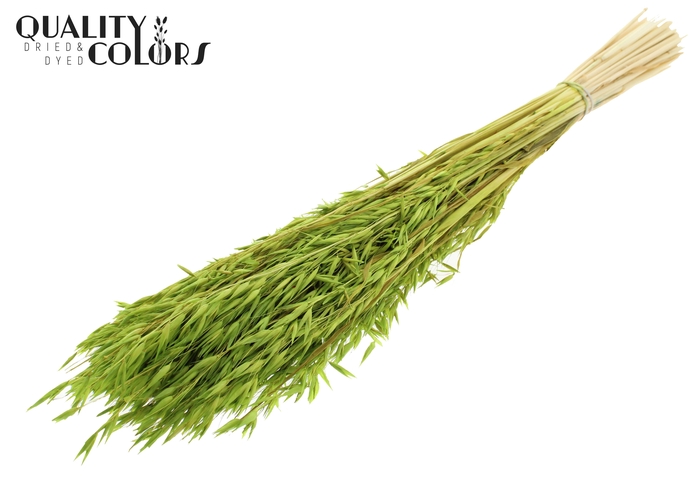 Avena per bunch Bleached Green