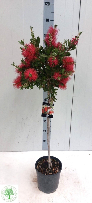 <h4>CALLIS CI SPLENDENS</h4>