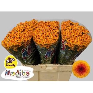 CHR S MAD LAMBO SUNR